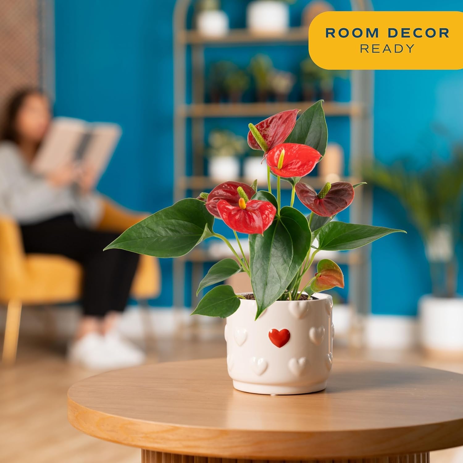 Amazon.com : Costa Farms Live Anthurium Indoor Houseplant
